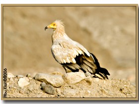 صور من ابداع اعضاء عمان فوتو