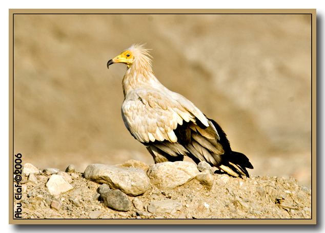 صور من ابداع اعضاء عمان فوتو