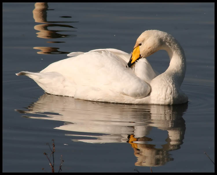 صور منوعة من الإنترنت