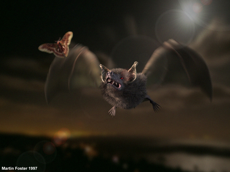 Bat_moth