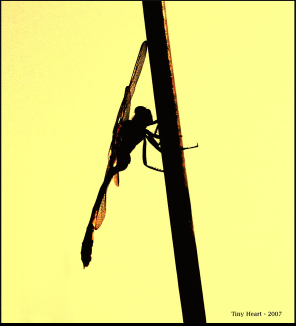 صور من ابداع اعضاء عمان فوتو