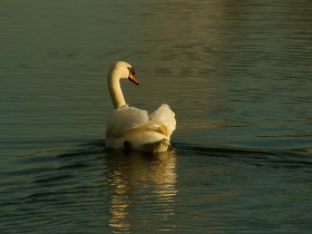صور منوعة من الإنترنت