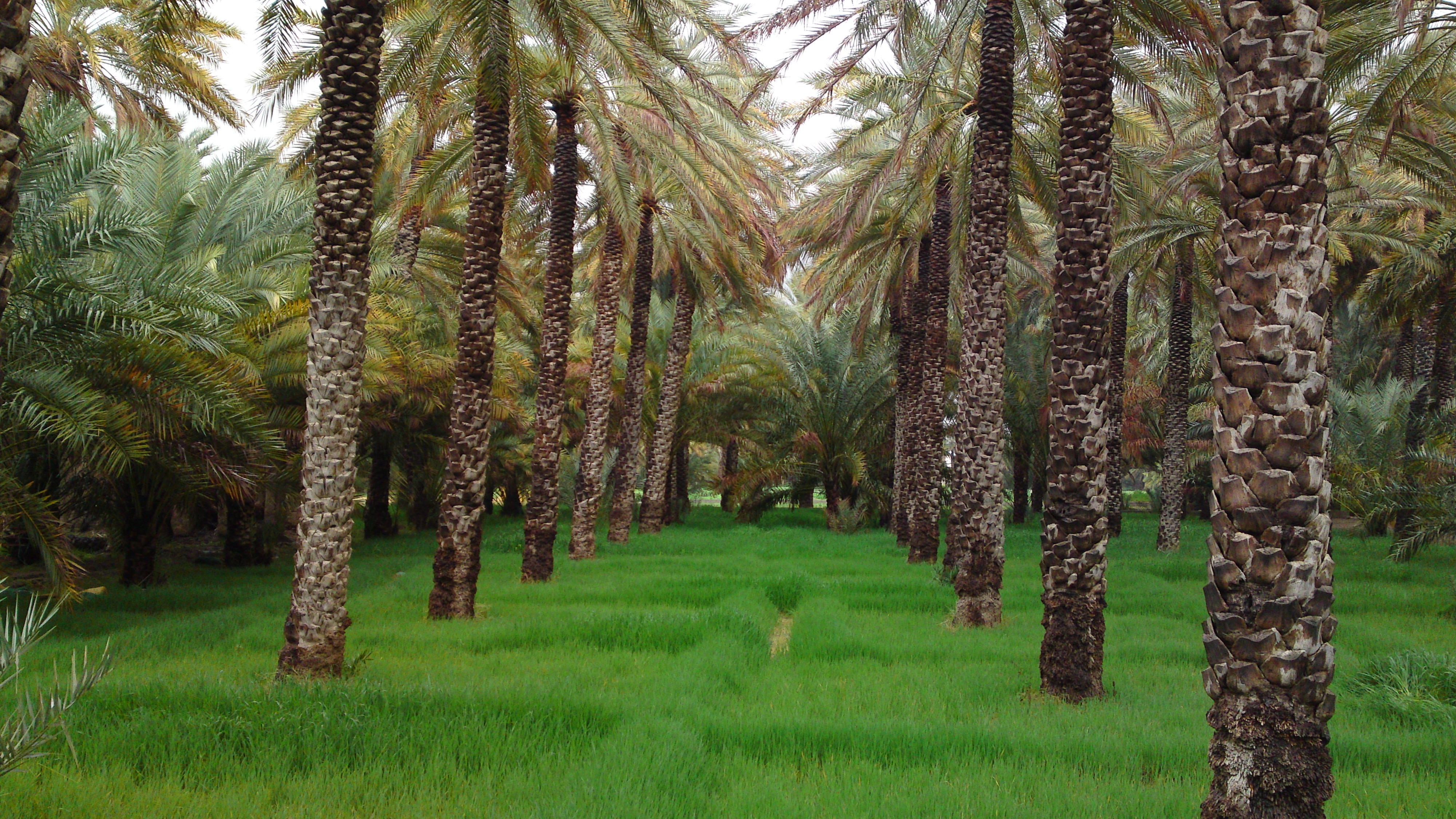 مملكة