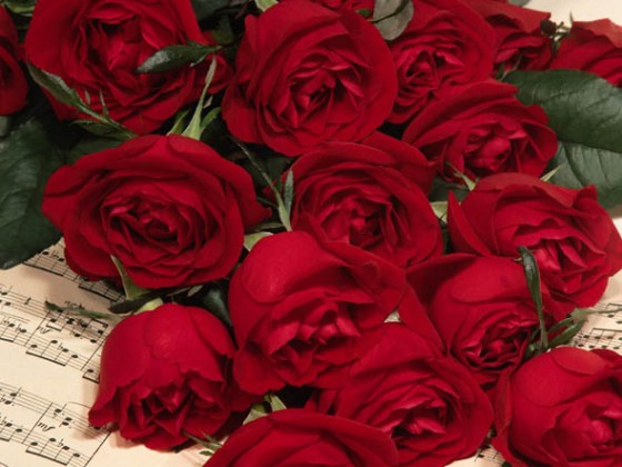 24947_ABEER_ROSE