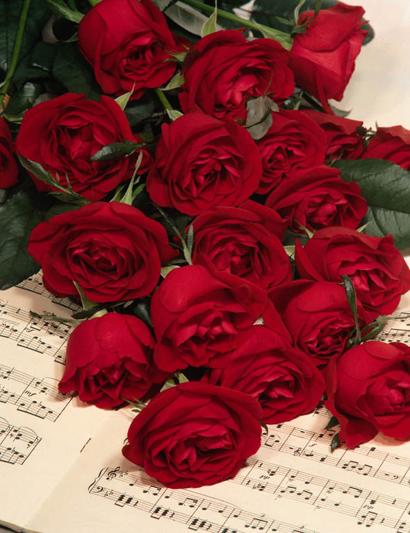24947_ABEER_ROSE