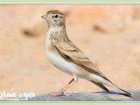 صور من ابداع اعضاء عمان فوتو