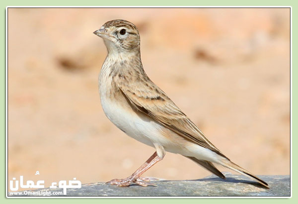 صور من ابداع اعضاء عمان فوتو