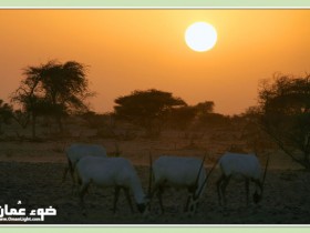 صور من ابداع اعضاء عمان فوتو