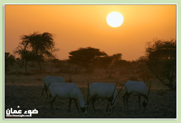 صور من ابداع اعضاء عمان فوتو
