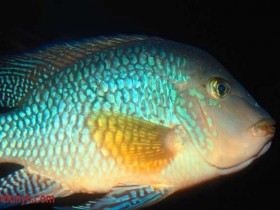 fish596_1_