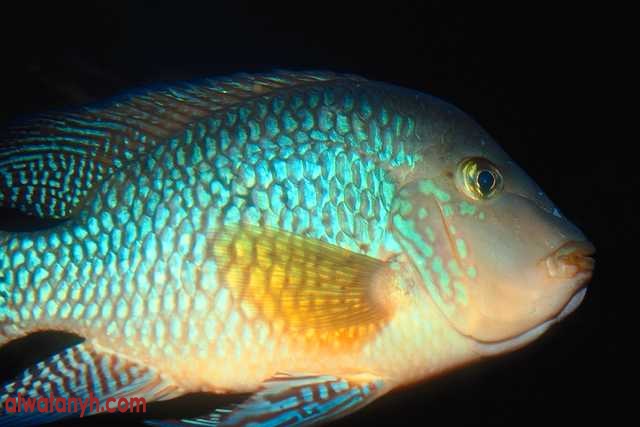 fish596_1_