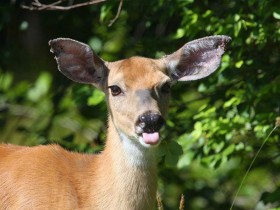 صور منوعة من الإنترنت