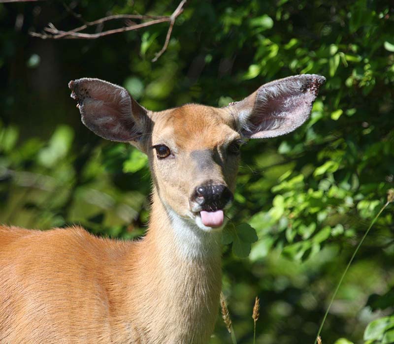 صور منوعة من الإنترنت