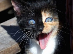 صور منوعة من الإنترنت