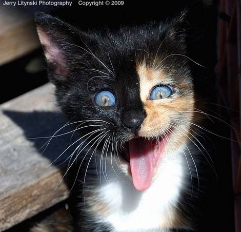 صور منوعة من الإنترنت