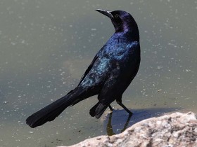 صور منوعة من الإنترنت