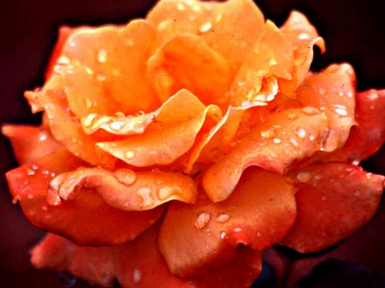 زهرة