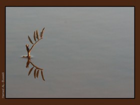 صور من ابداع اعضاء عمان فوتو