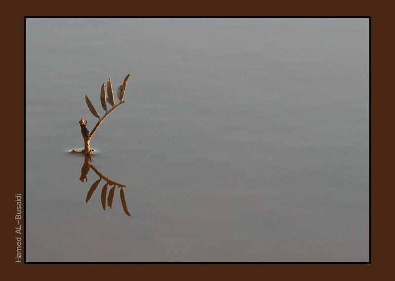 صور من ابداع اعضاء عمان فوتو