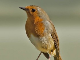 صور منوعة من الإنترنت