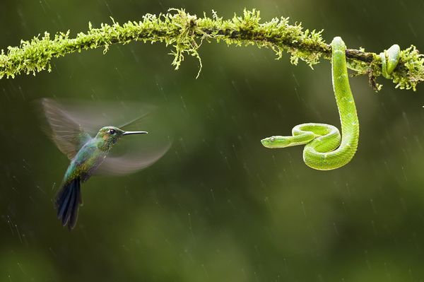 environmental photographer year 2010 hummingbird snake 26725 600x450