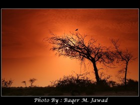 صور من ابداع اعضاء عمان فوتو