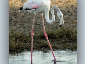 صور من ابداع اعضاء عمان فوتو