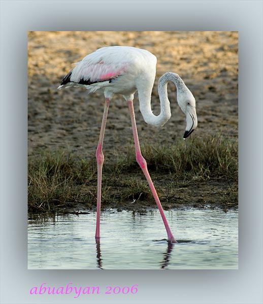 صور من ابداع اعضاء عمان فوتو