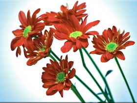 صور من ابداع اعضاء عمان فوتو