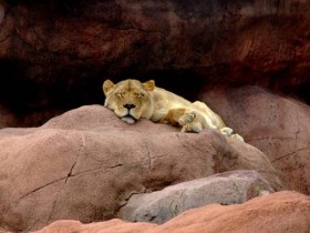 صور منوعة من الإنترنت