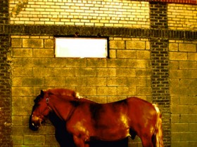 1475711-f74c329cdbb055a1_1_