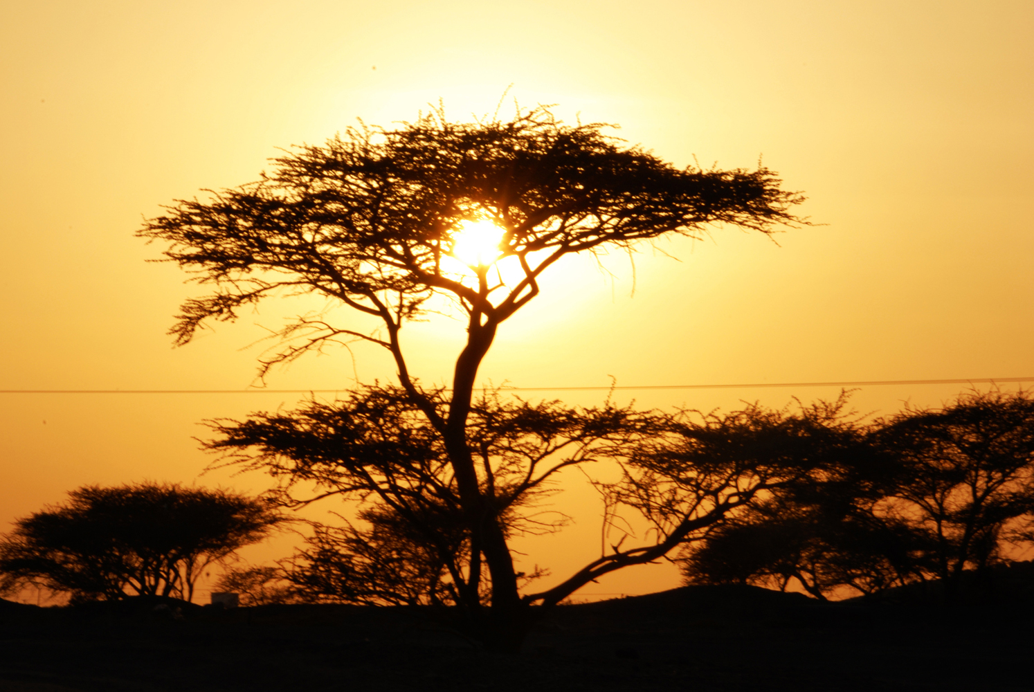 صور من ابداع اعضاء عمان فوتو