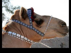 صور من ابداع اعضاء عمان فوتو