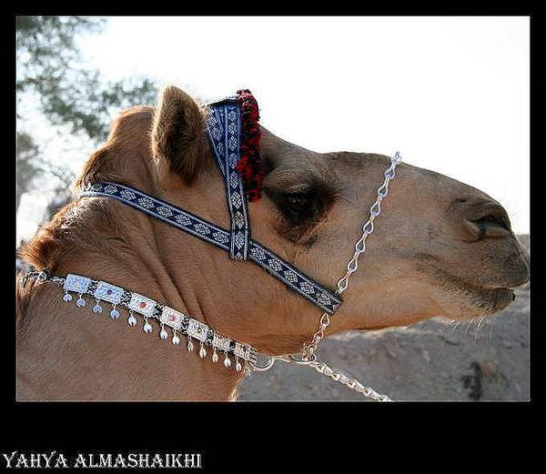 صور من ابداع اعضاء عمان فوتو