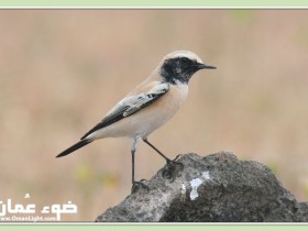 صور من ابداع اعضاء عمان فوتو