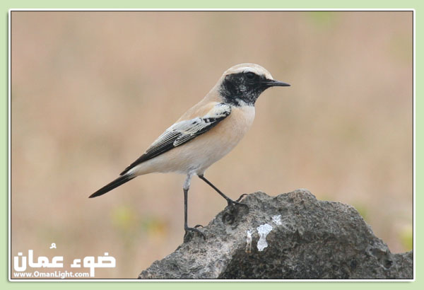صور من ابداع اعضاء عمان فوتو