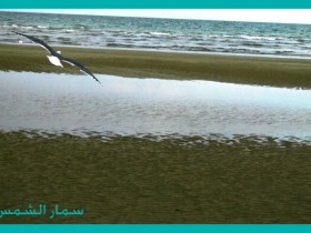 صور من ابداع اعضاء عمان فوتو
