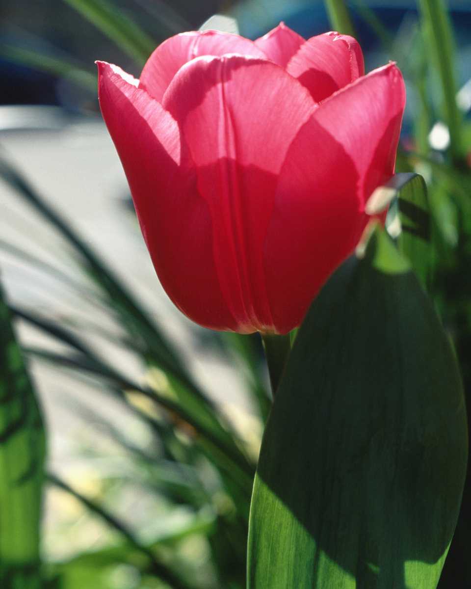 PTBL0065