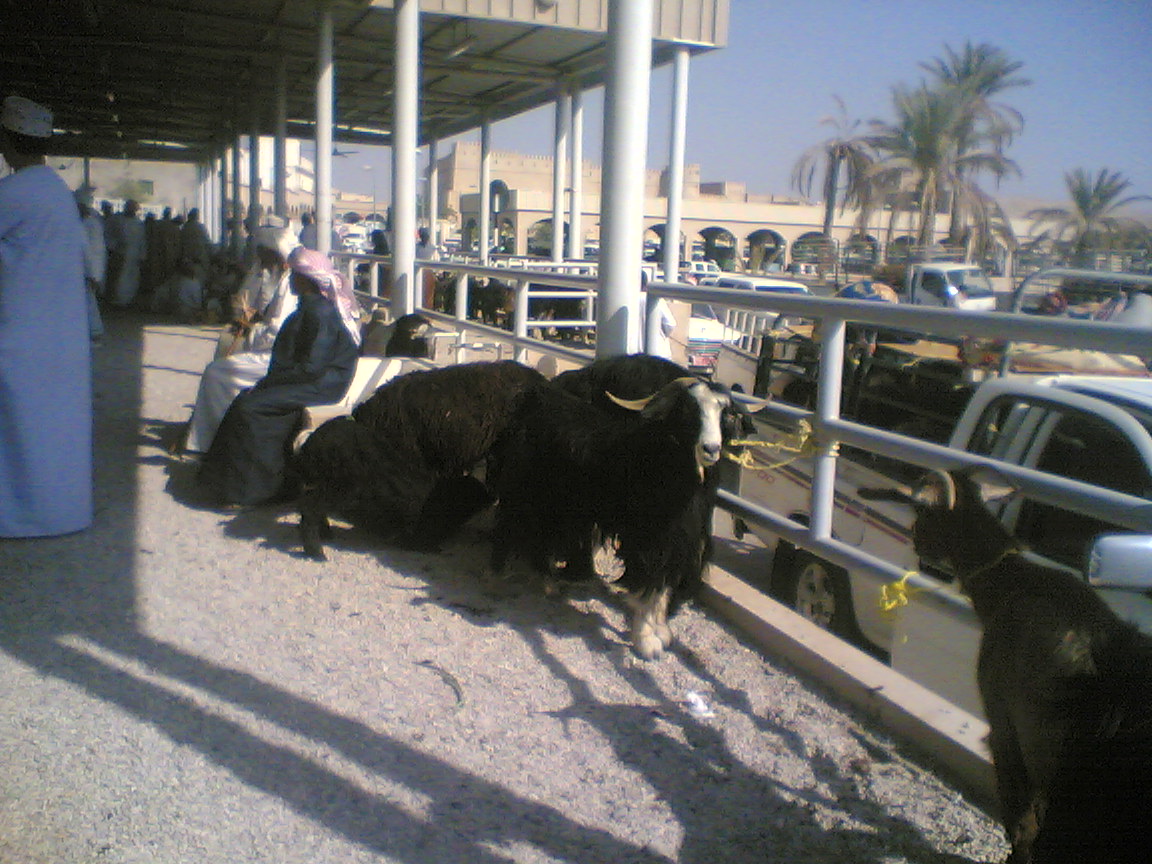 أغنام