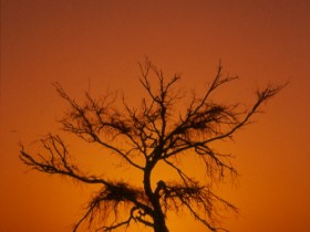 صور من ابداع اعضاء عمان فوتو