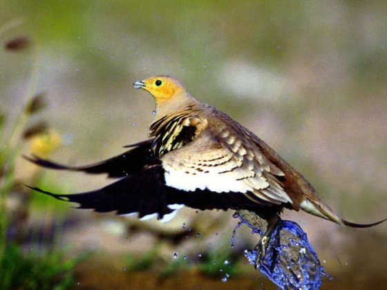 سارحل الى عالم اخر