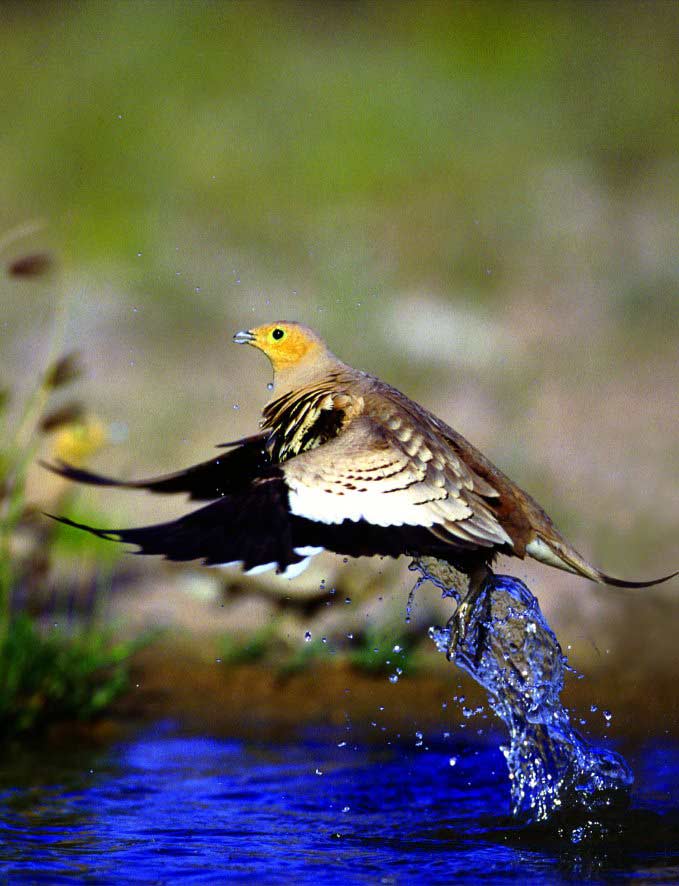 سارحل الى عالم اخر