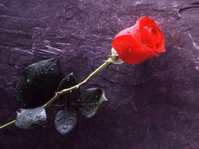 C:\Documents and Settings\itsec\Desktop\flowers_062.jpg