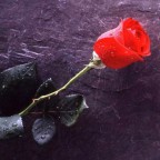 C:\Documents and Settings\itsec\Desktop\flowers_062.jpg