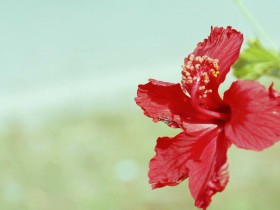صور من ابداع اعضاء عمان فوتو
