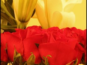 صور من ابداع اعضاء عمان فوتو