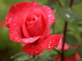 rose0008