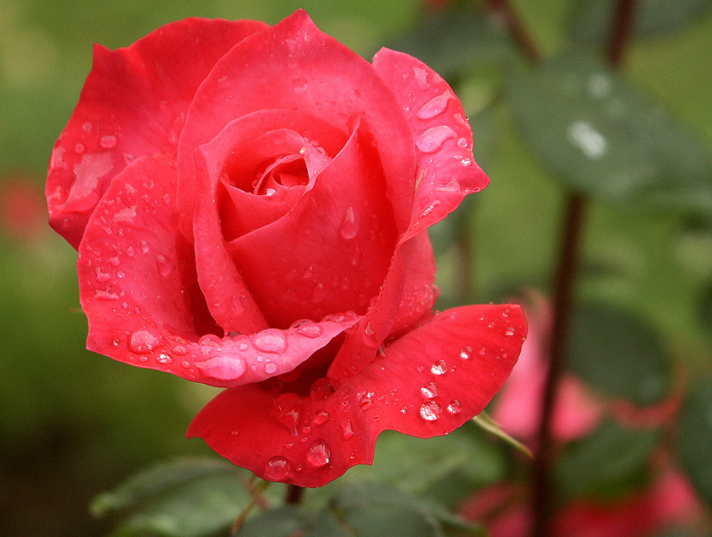 rose0008