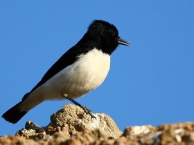 صور من ابداع اعضاء عمان فوتو