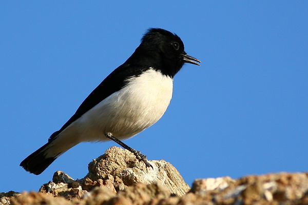 صور من ابداع اعضاء عمان فوتو